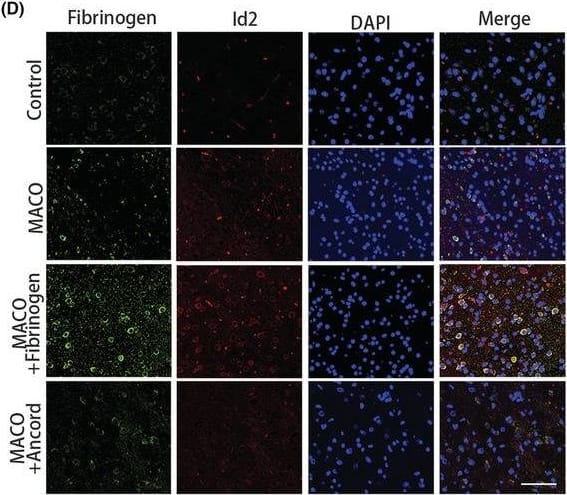 Fibrinogen Antibody