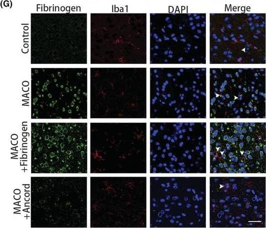 Fibrinogen Antibody