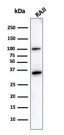 CD20 Antibody (L26) - Azide and BSA Free