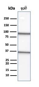 CD20 Antibody (L26) - Azide and BSA Free