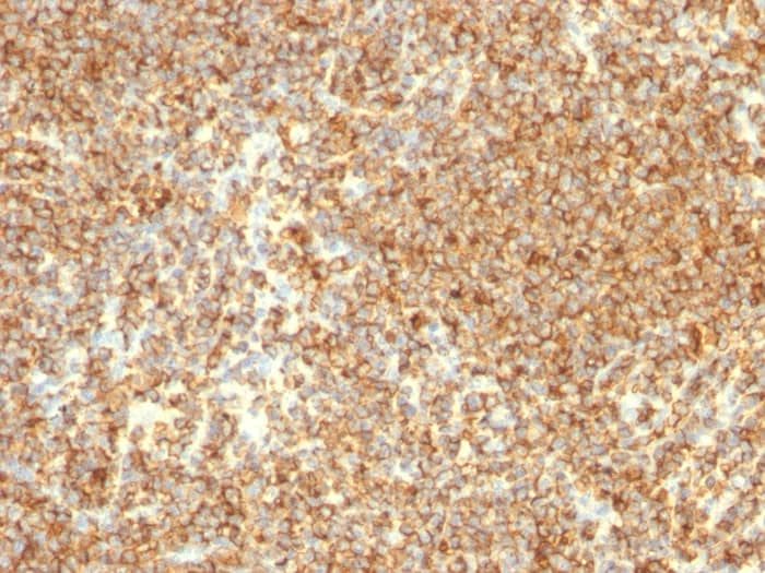 CD20 Antibody (L26) - Azide and BSA Free