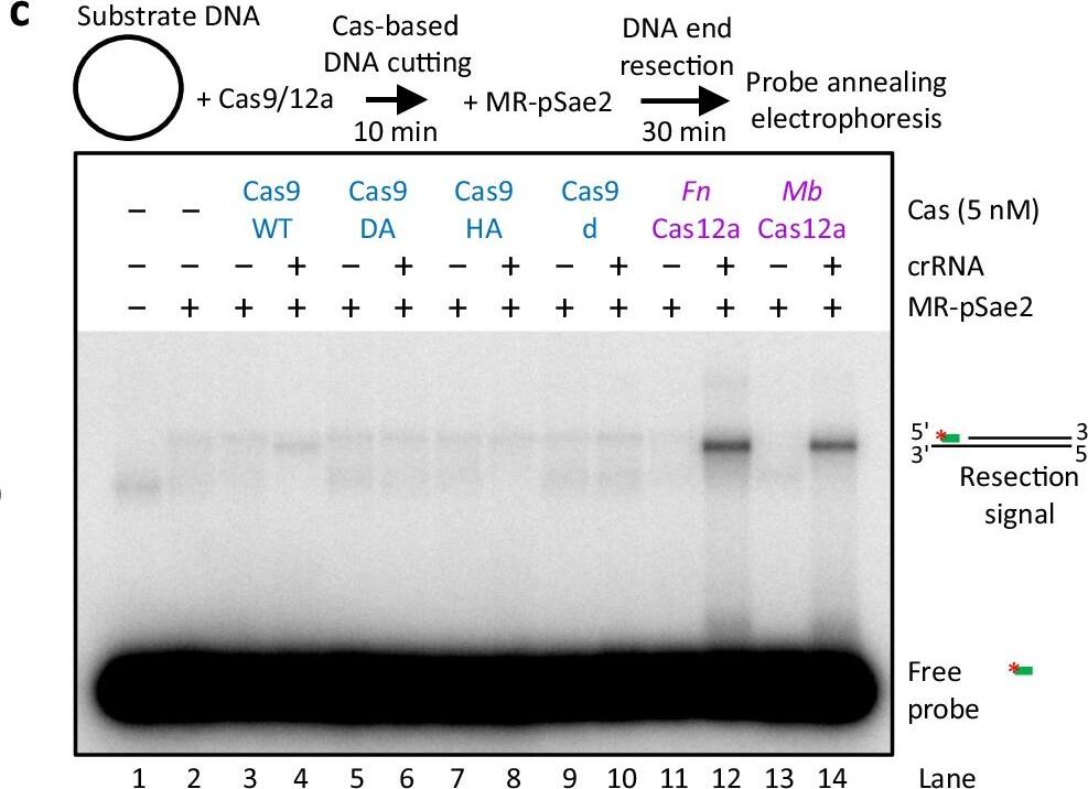 CRISPR-Cas9 Antibody (7A9-3A3) - N-Terminus - Azide and BSA Free