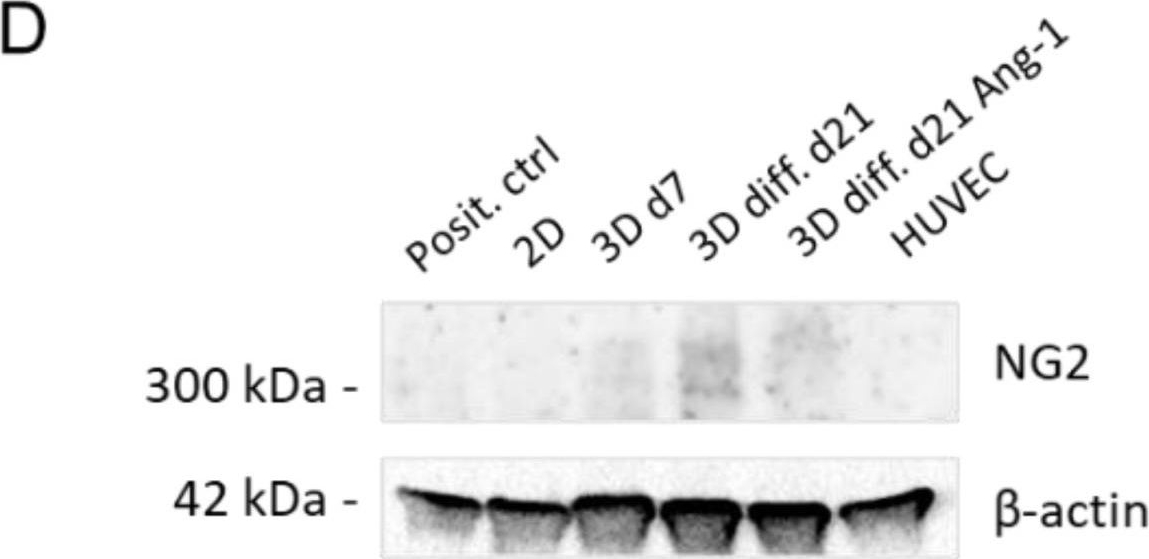 NG2/MCSP Antibody (LHM 2) - Azide and BSA Free