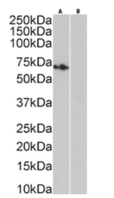 Rhodopsin Antibody (Rho 1D4) - Azide and BSA Free