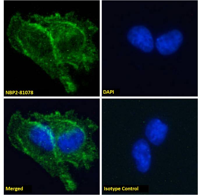 PrPSc Antibody (3F4) - Azide and BSA Free