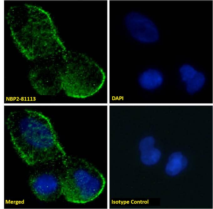 Fas/TNFRSF6/CD95 Antibody (R-125224) - Chimeric - Azide and BSA Free