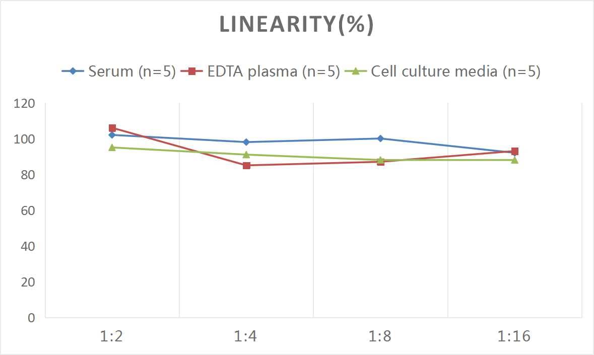 Rat MBP ELISA Kit (Colorimetric)