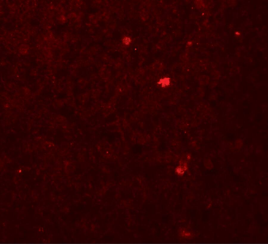 ROBLD3 Antibody - BSA Free