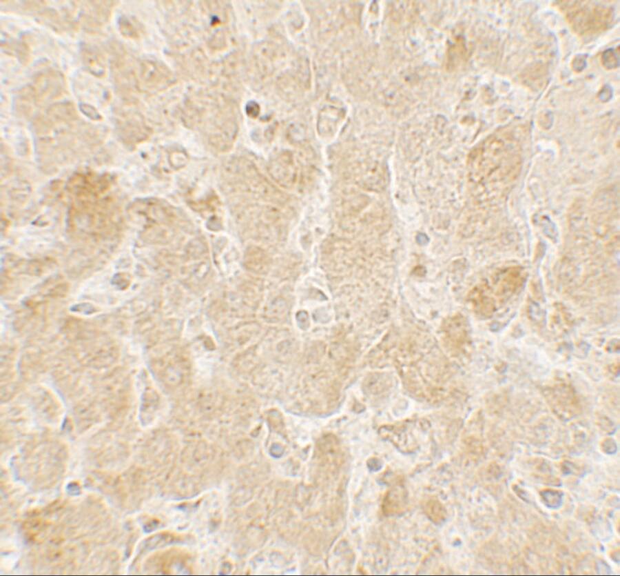 ROBLD3 Antibody - BSA Free