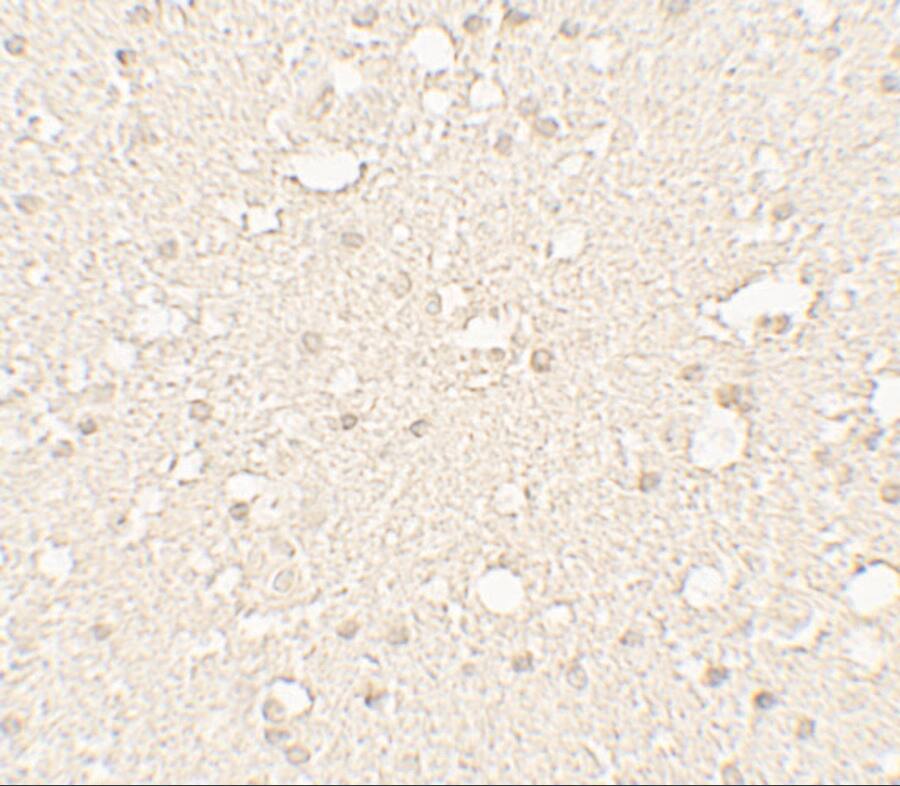 alpha Tubulin 3c Antibody - BSA Free