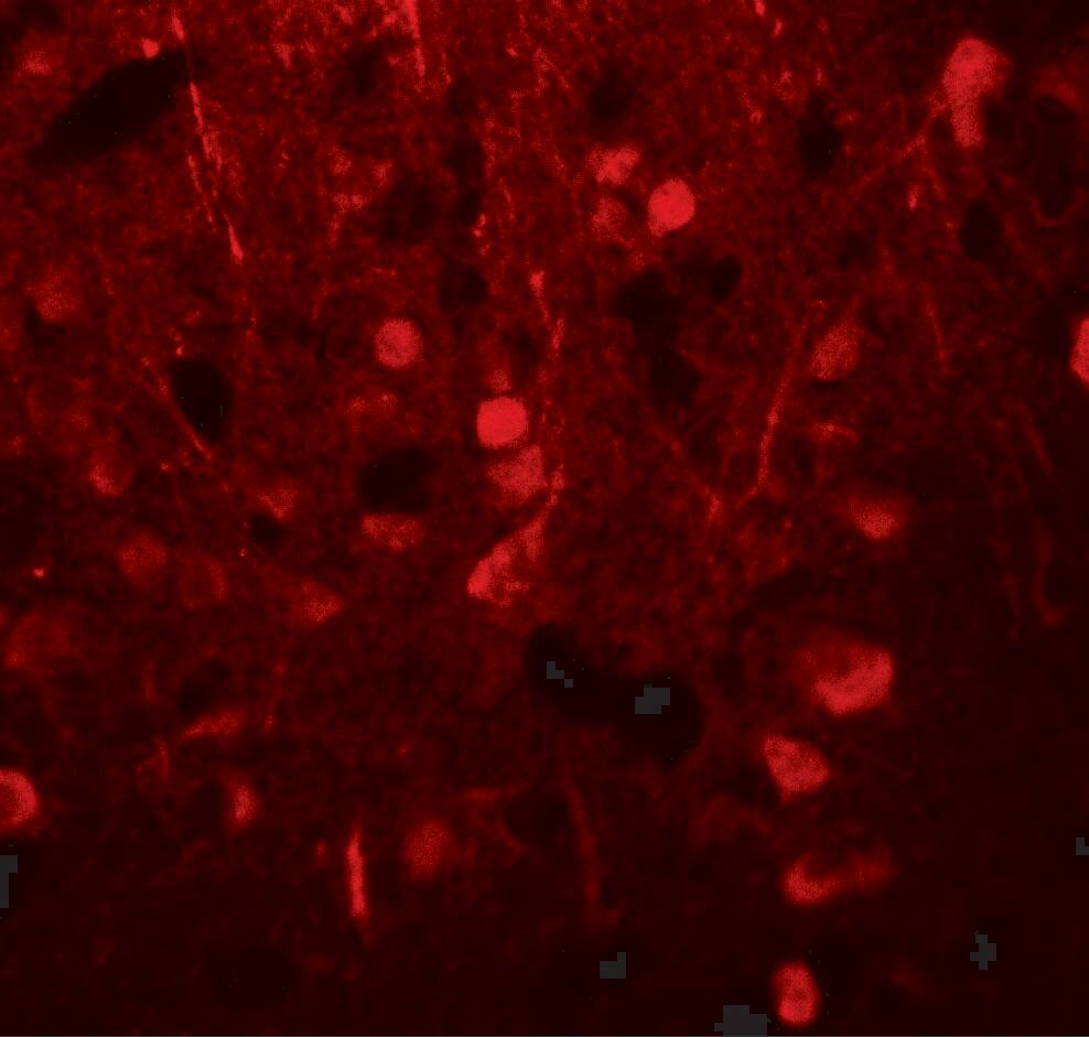 alpha Tubulin 3c Antibody - BSA Free