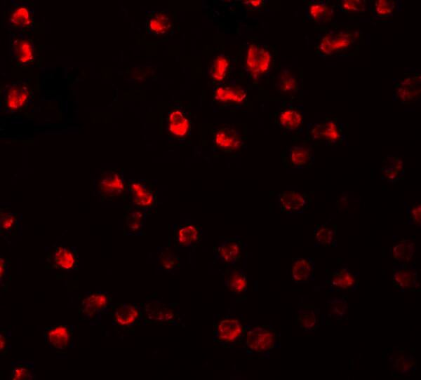 ARHGAP18 Antibody - BSA Free