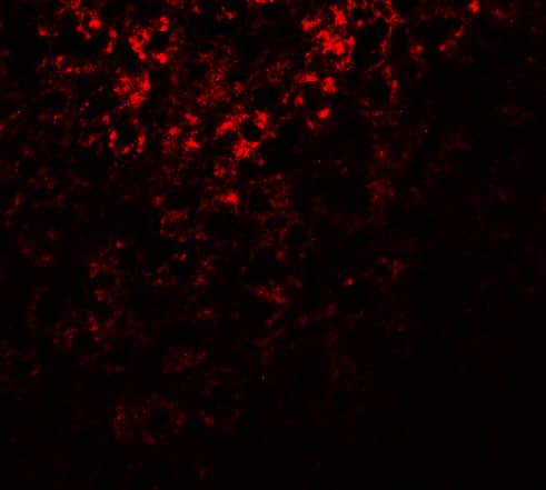 ATG101 Antibody - BSA Free