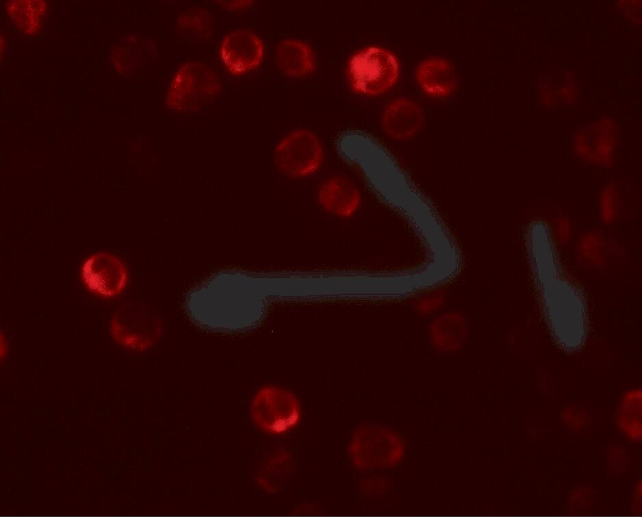 ATG2B Antibody - BSA Free