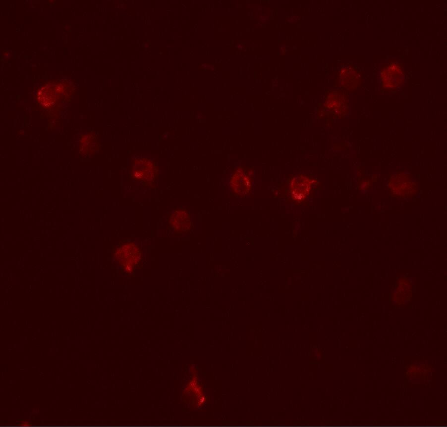 DDX60 Antibody - BSA Free