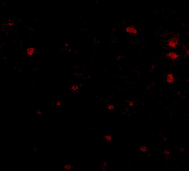FEZ2 Antibody - BSA Free