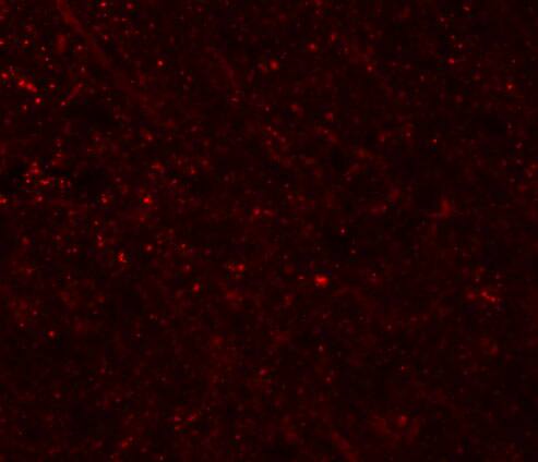 FRMPD3 Antibody - BSA Free