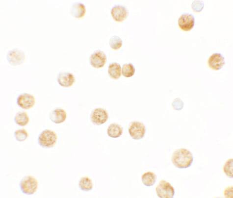 GBP6 Antibody - BSA Free