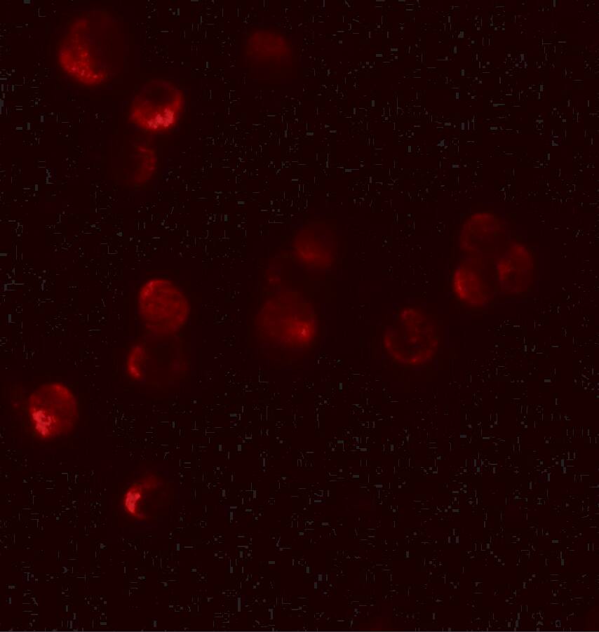 HIGD1A Antibody - BSA Free