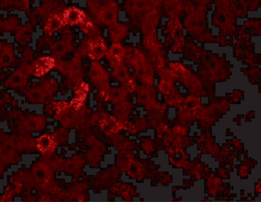 JMJD7 Antibody - BSA Free