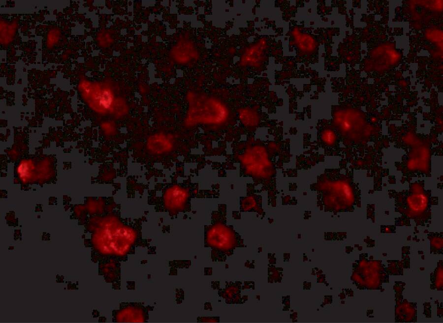 JPH3 Antibody - BSA Free