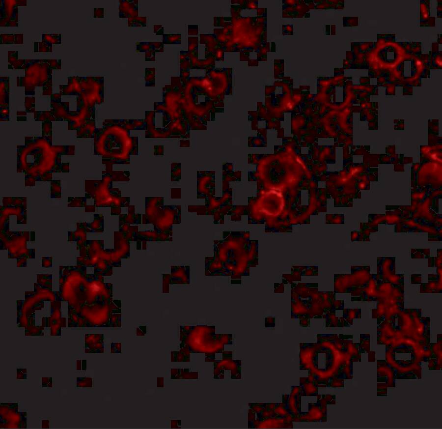 LRFN2 Antibody - BSA Free
