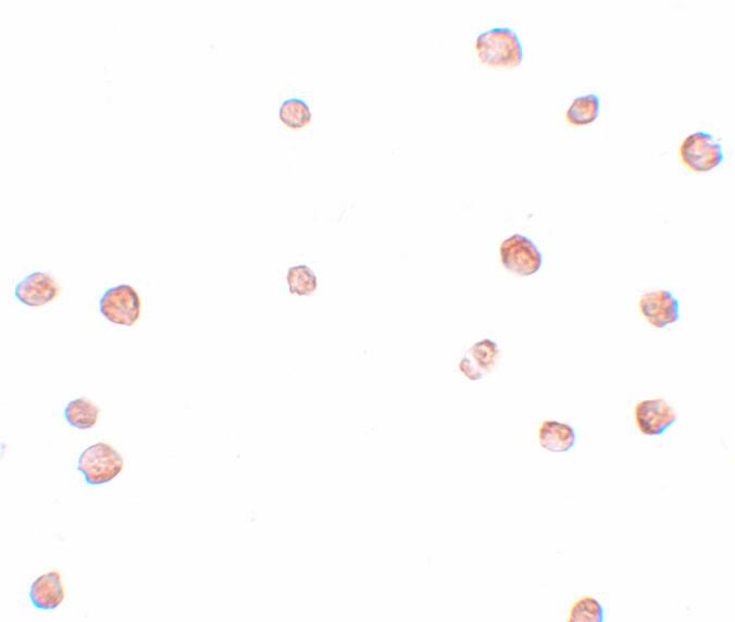 LRRC19 Antibody - BSA Free