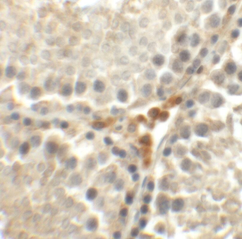 MEIG1 Antibody - BSA Free