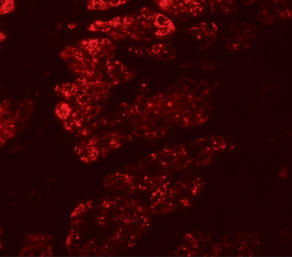 GOLGA5 Antibody - BSA Free