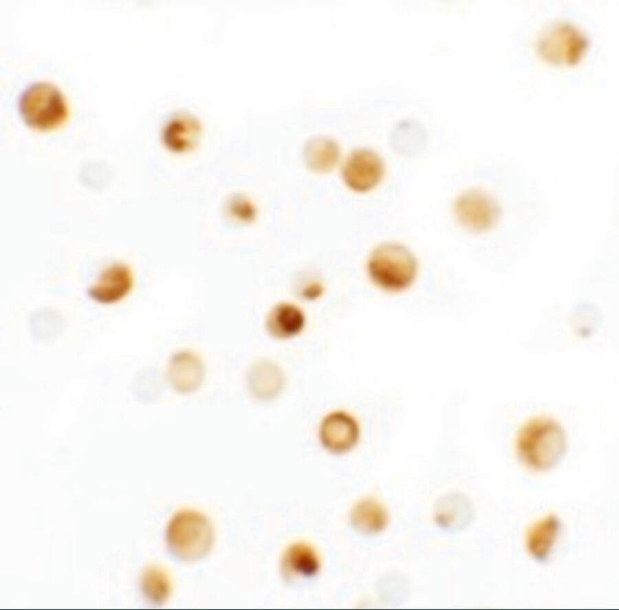 Thymopoietin/LAP2 Antibody - BSA Free