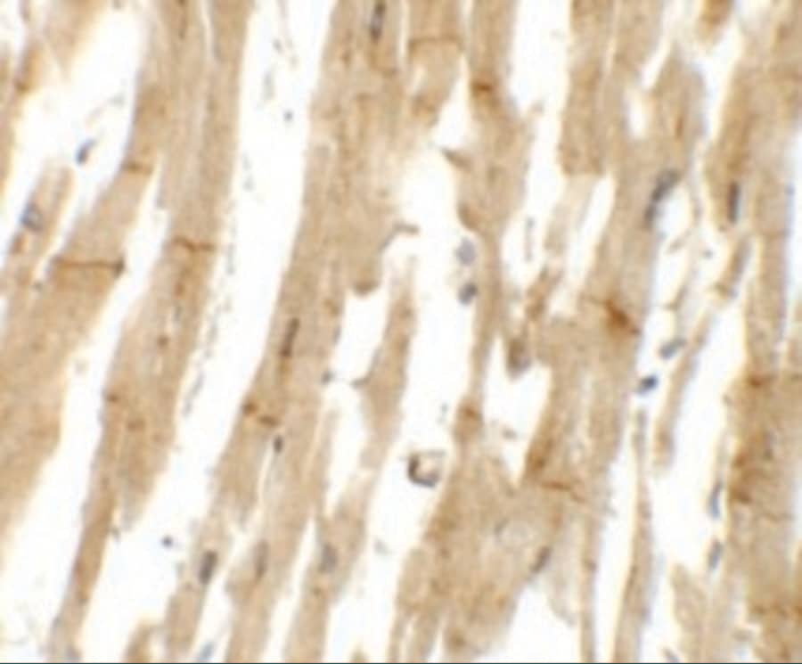 MLIP Antibody - BSA Free