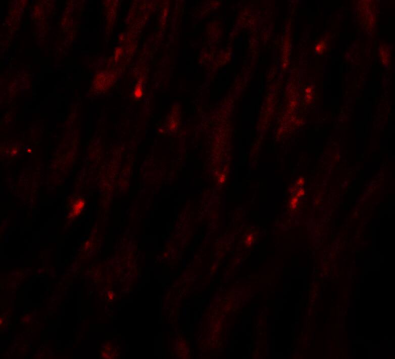 MLIP Antibody - BSA Free