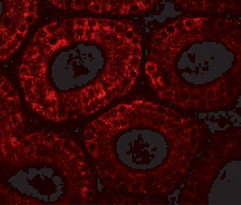 MOSPD1 Antibody - BSA Free