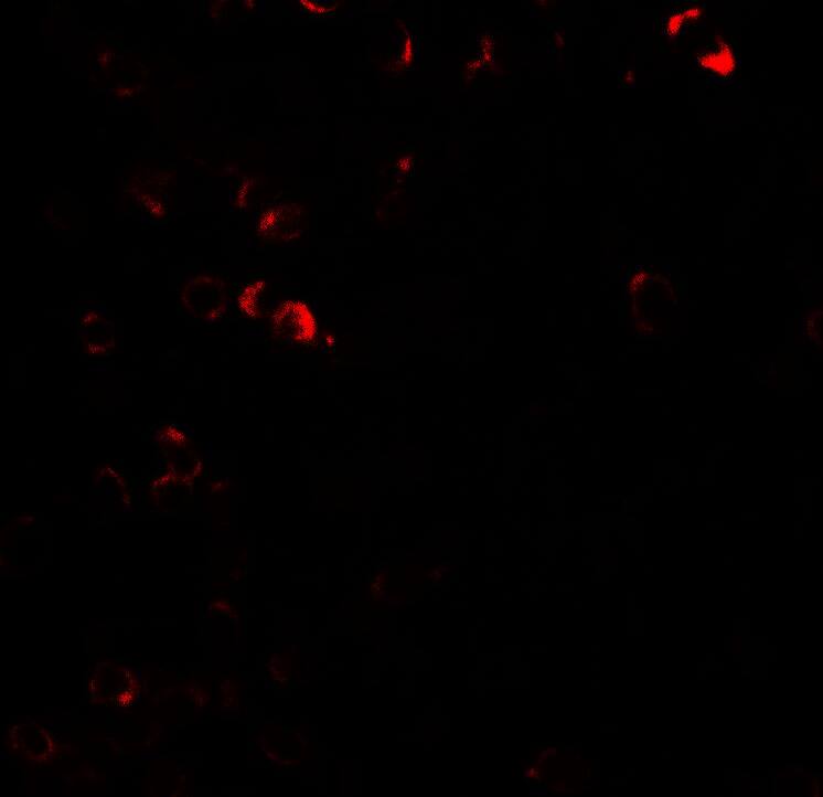 E2F3 Antibody - BSA Free