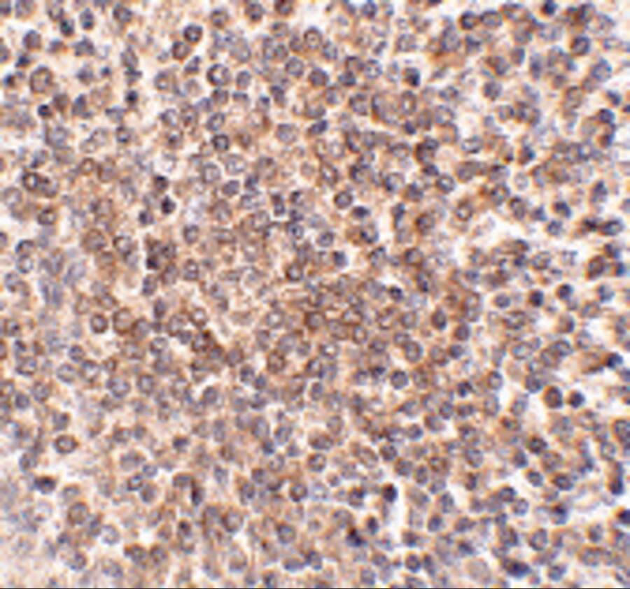 OCC1 Antibody - BSA Free