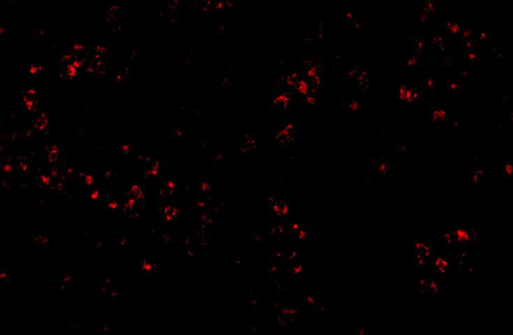 OCC1 Antibody - BSA Free