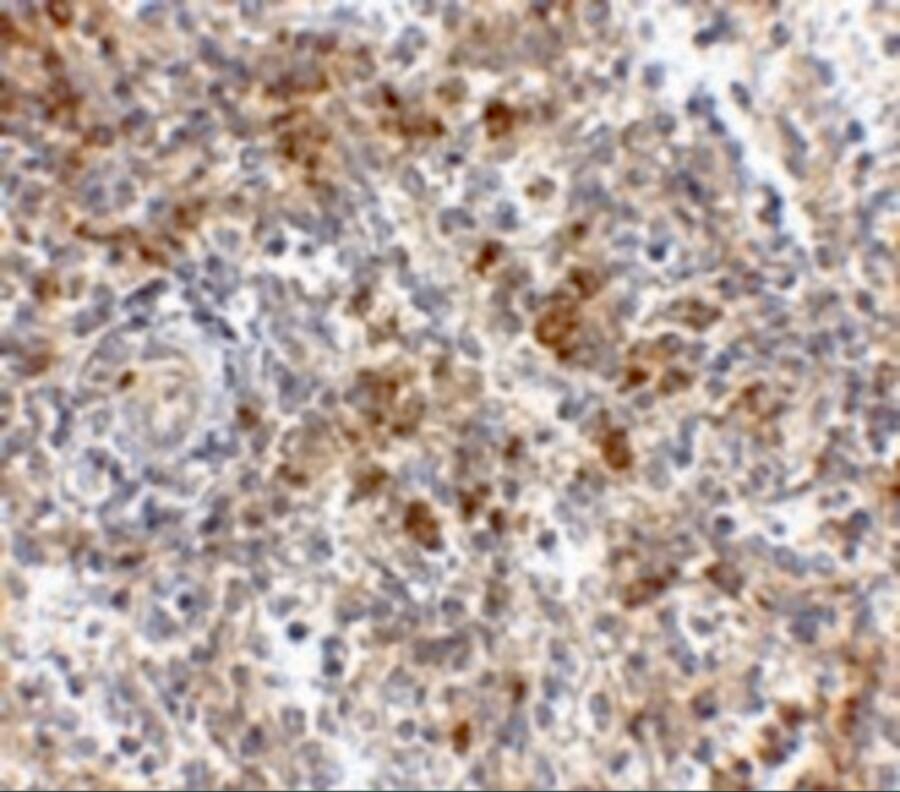 OCC1 Antibody - BSA Free