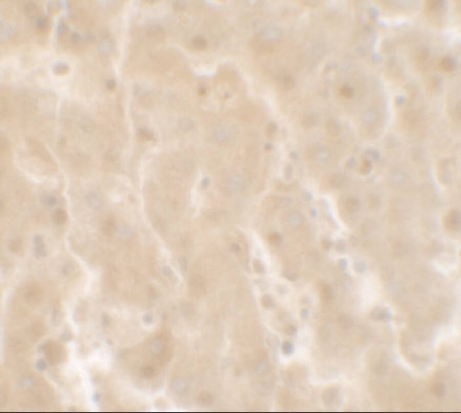 TIF1 gamma Antibody - BSA Free