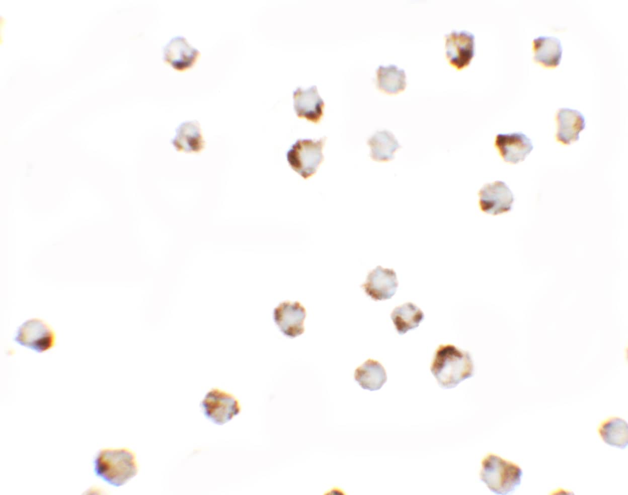 Transglutaminase 7/TGM7 Antibody - BSA Free