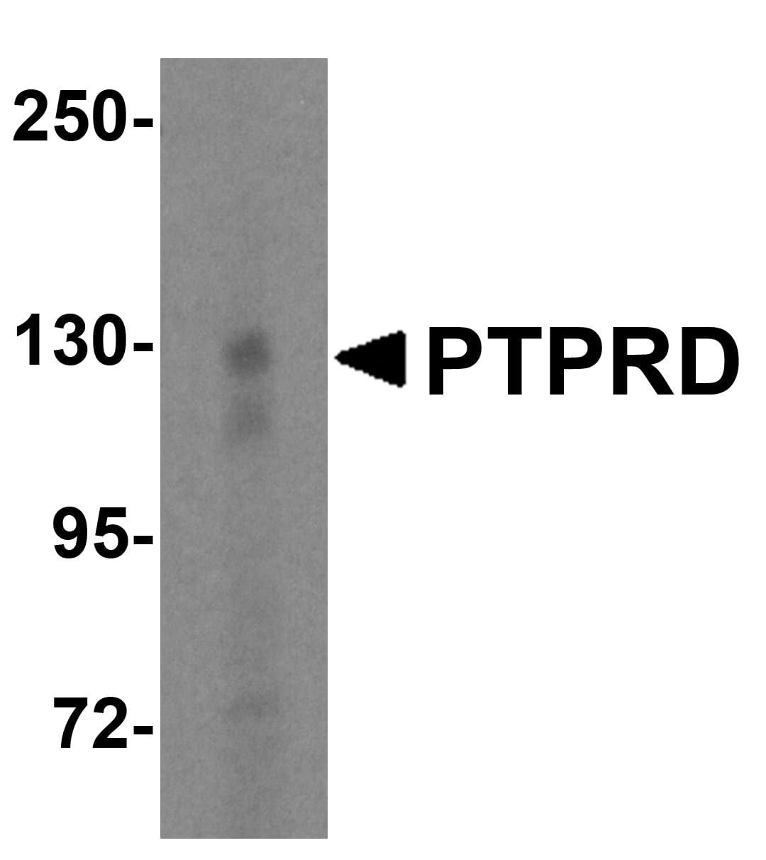 PTPRD Antibody - BSA Free