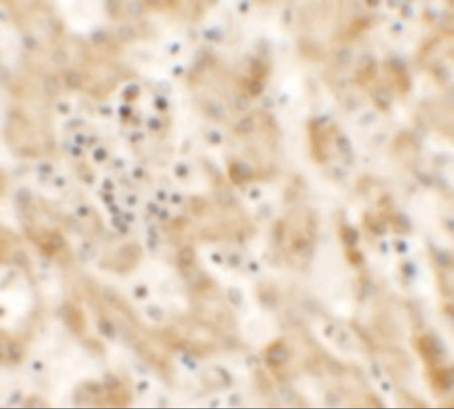 NKX2.8 Antibody - BSA Free