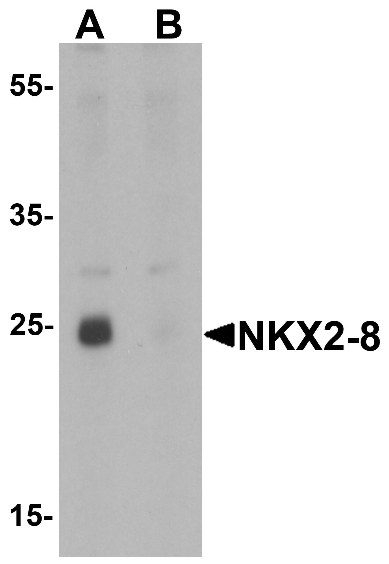 NKX2.8 Antibody - BSA Free