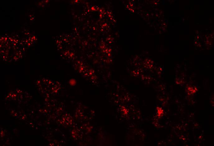NKX2.8 Antibody - BSA Free