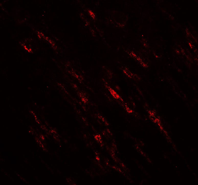 POU2F3 Antibody - BSA Free