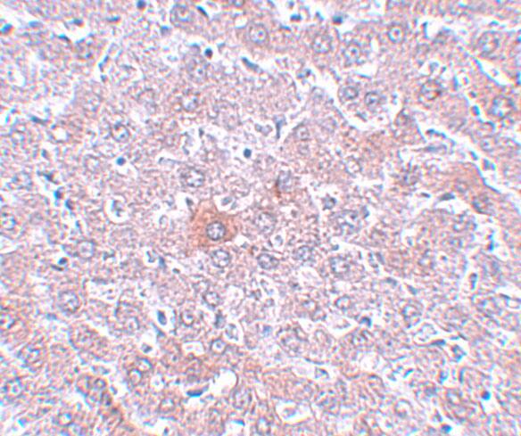 RSRC1 Antibody - BSA Free