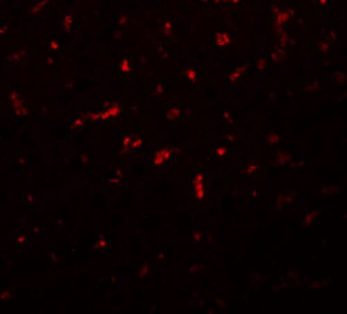 RSRC1 Antibody - BSA Free