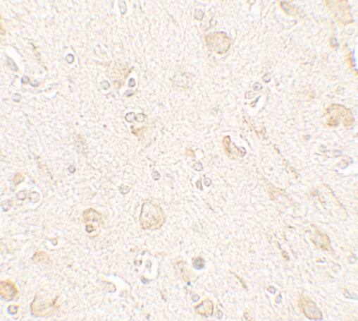 AMIGO Antibody - BSA Free