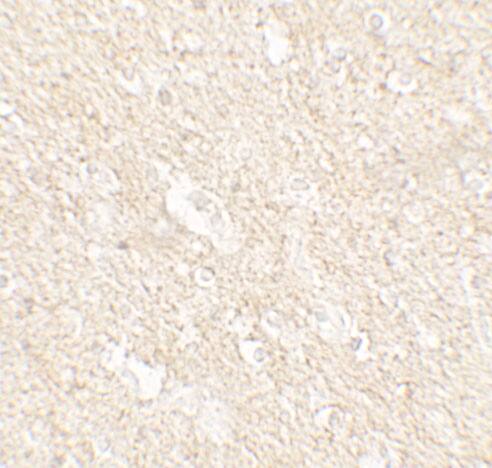 APPBP2 Antibody - BSA Free