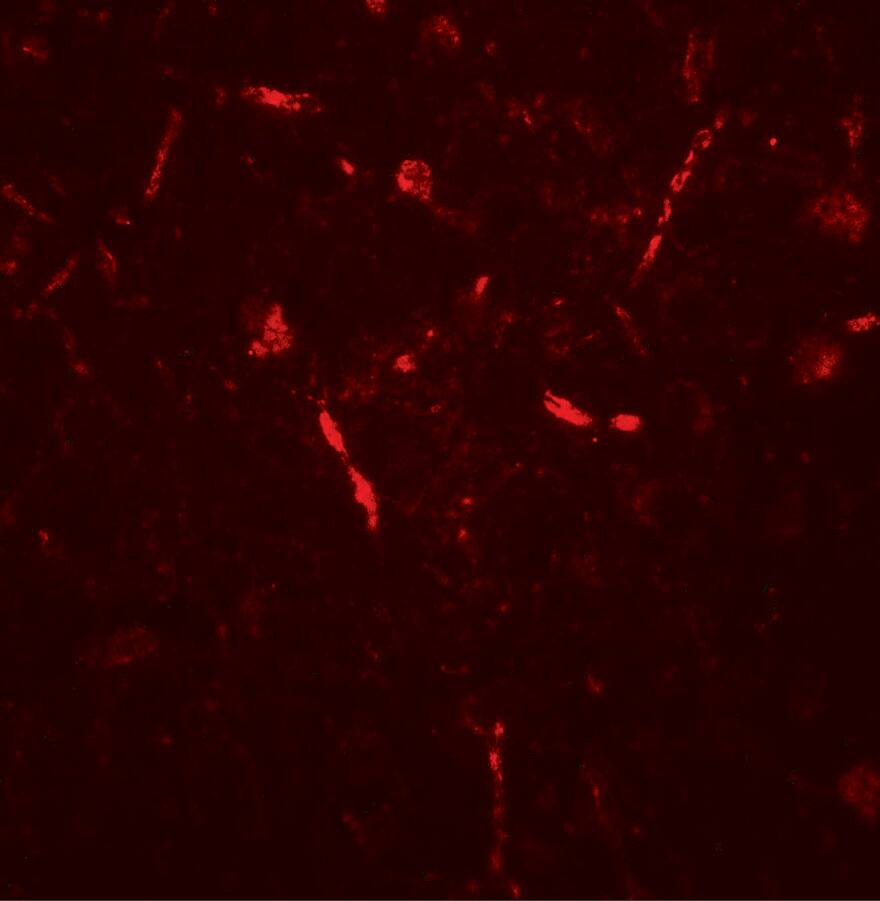 APPBP2 Antibody - BSA Free