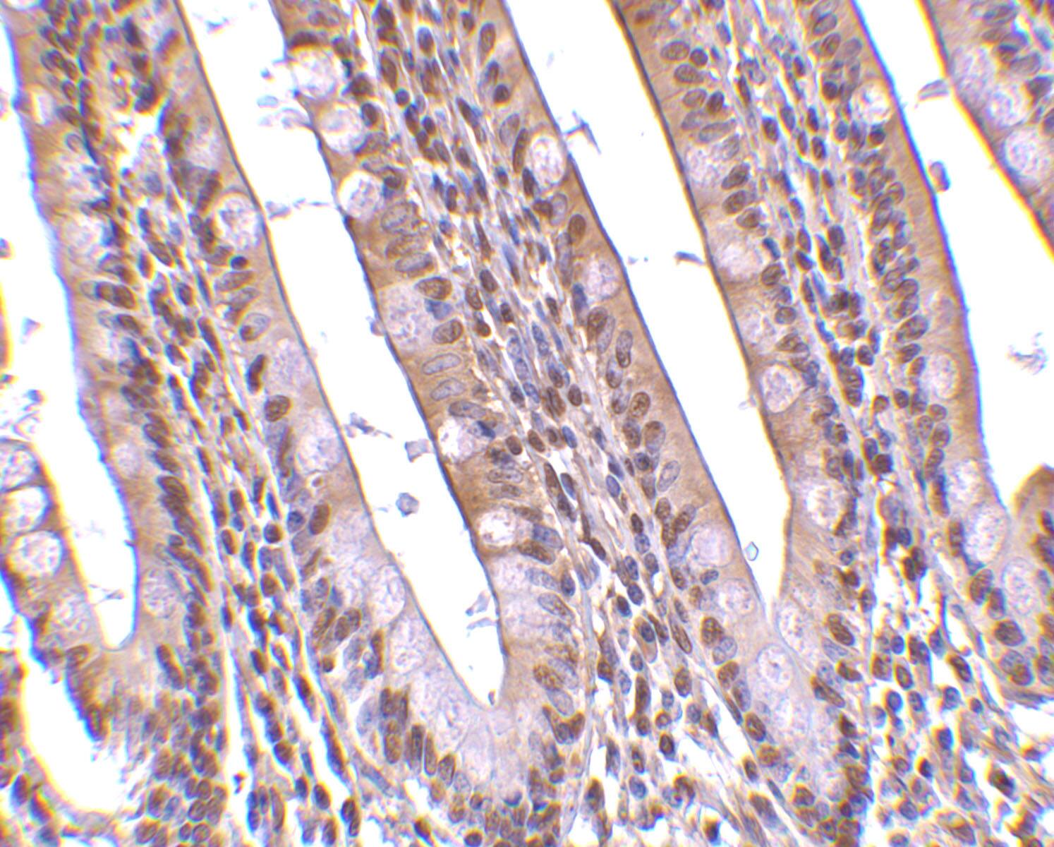 ANP32A Antibody - BSA Free